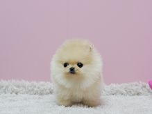 Precious Micro Teacup Light Cream Female Pom Available! (901)-443-8483