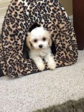 Stunning Litter Of Cavachons (901)-443-8483
