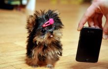 Teacup Yorkshire Terrier Puppies (901)-443-8483