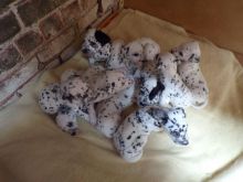 Top Pedigree Kc Registered Dalmatian Puppies (901)-443-8483