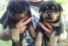 Two Rottweiler Puppies now available (901)-443-8483