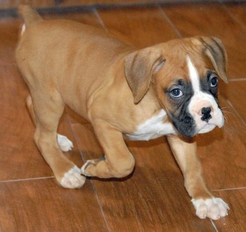 beautiful litter of chunky boxer puppies Image eClassifieds4u