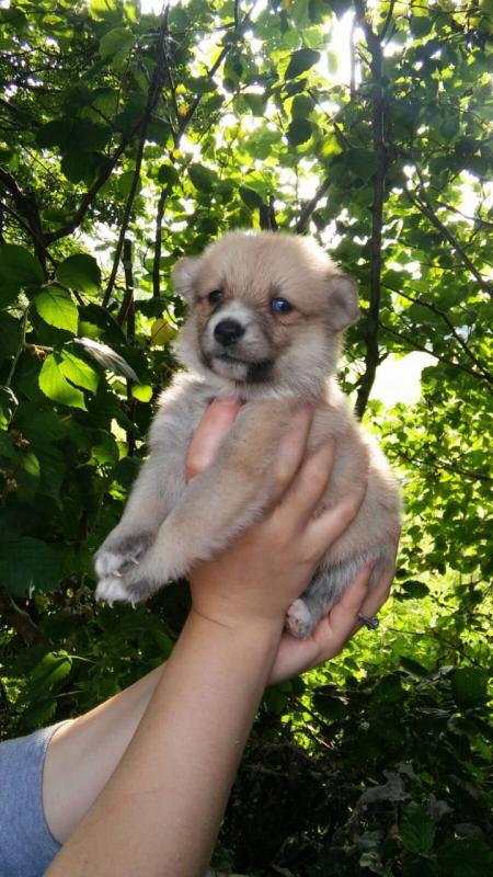 Beautiful Pomsky Puppies Image eClassifieds4u