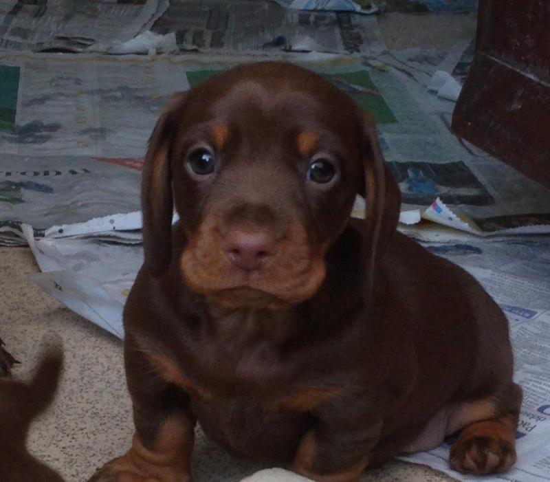 Chocolate And Tan Boys Pra Clear (901)-443-8483 Image eClassifieds4u