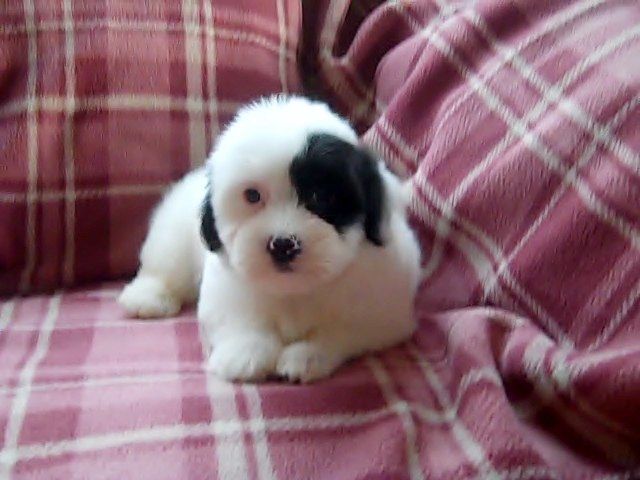 Coloured Havenese Puppies For Sale (901)-443-8483 Image eClassifieds4u