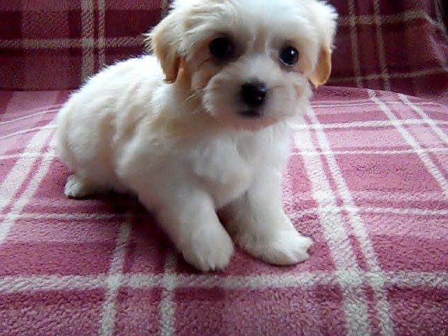 Coloured Havenese Puppies For Sale (901)-443-8483 Image eClassifieds4u