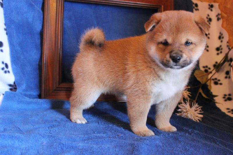 Excellent Shiba Inu Puppies Male and Female (901)-443-8483 Image eClassifieds4u