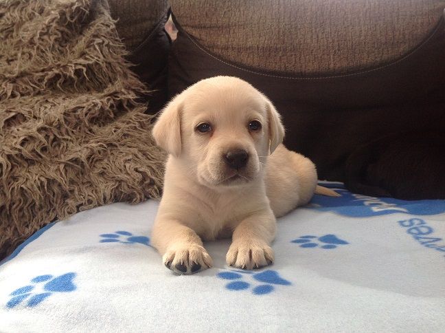 Golden Labrador Retriever Puppies (901)-443-8483 Image eClassifieds4u