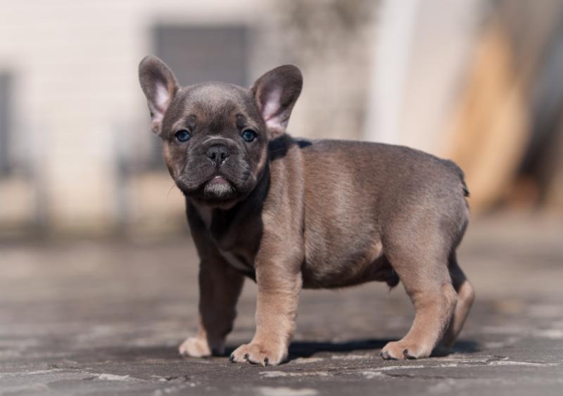 Gorgeous French Bulldog Puppies (901)-443-8483 Image eClassifieds4u