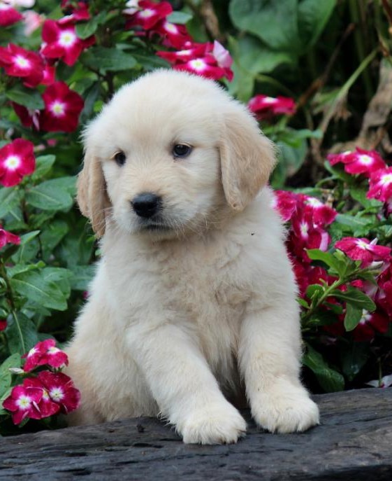 Gorgeous Golden Retriever Puppies (901)-443-8483 Image eClassifieds4u
