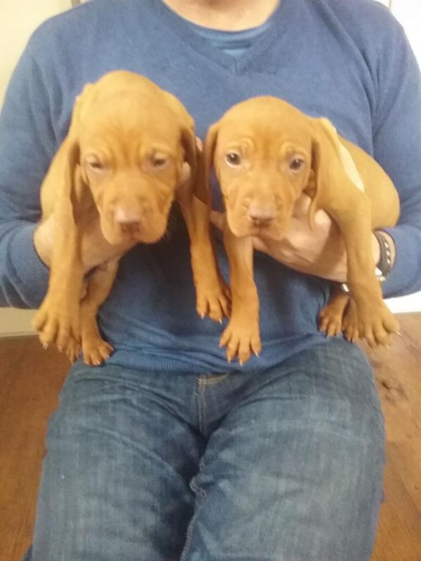 Hungarian Vizsla Puppies (901)-443-8483 Image eClassifieds4u