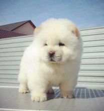 Awesome chow chow puppies available (901)-443-8483 Image eClassifieds4u 2