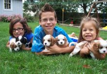 Cavalier King Charles Spaniel Puppies (901)-443-8483 Image eClassifieds4u 2