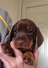 Chocolate And Tan Boys Pra Clear (901)-443-8483 Image eClassifieds4u 3