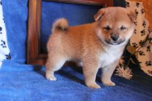 Excellent Shiba Inu Puppies Male and Female (901)-443-8483 Image eClassifieds4u 2