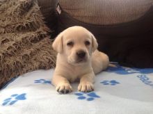 Golden Labrador Retriever Puppies (901)-443-8483 Image eClassifieds4u 2