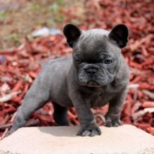 Gorgeous French Bulldog Puppies (901)-443-8483 Image eClassifieds4u 2