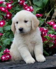 Gorgeous Golden Retriever Puppies (901)-443-8483 Image eClassifieds4u 2