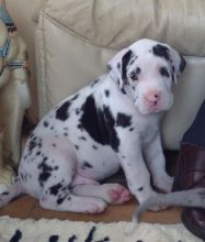 Great Dane Puppies CKc Reg (901)-443-8483 Image eClassifieds4u 2