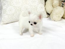 Precious Micro Teacup Light Cream Chihuahua AVAILABLE! (901)-443-8483 Image eClassifieds4u 2