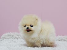 Precious Micro Teacup Light Cream Female Pom Available! (901)-443-8483 Image eClassifieds4u 2