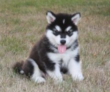 Stunning Alaskan Malamute (901)-443-8483 Image eClassifieds4U