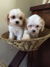 Stunning Litter Of Cavachons (901)-443-8483 Image eClassifieds4u 3