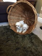 Stunning Litter Of Cavachons (901)-443-8483 Image eClassifieds4u 2