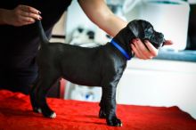 Super Cane Corso Puppies Available (901)-443-8483 Image eClassifieds4u 2