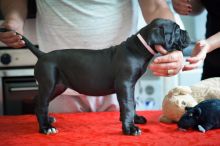 Super Cane Corso Puppies Available (901)-443-8483 Image eClassifieds4u 1