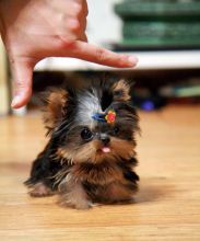 Teacup Yorkshire Terrier Puppies (901)-443-8483 Image eClassifieds4u 2