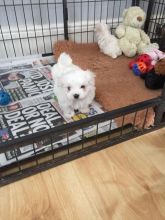 Tiny Kc Reg Maltese Puppies For Sale Image eClassifieds4u 3