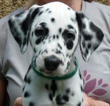 Top Pedigree Kc Registered Dalmatian Puppies (901)-443-8483 Image eClassifieds4u 2