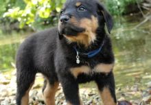 Two Rottweiler Puppies now available (901)-443-8483 Image eClassifieds4u 2