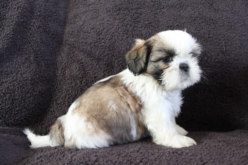 Male and Female Shih Tzu puppies (901)-443-8483 Image eClassifieds4u