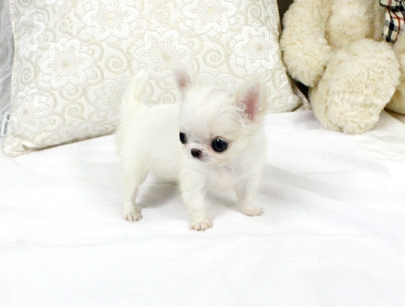 Precious Micro Teacup Light Cream Chihuahua AVAILABLE! (901)-443-8483 Image eClassifieds4u