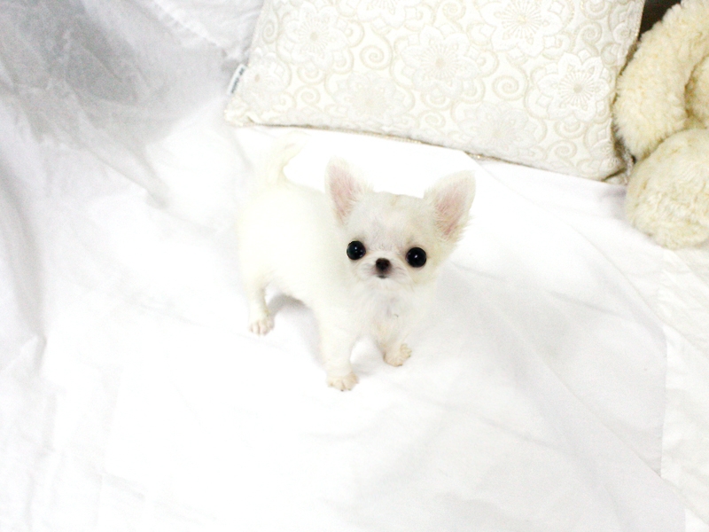 Precious Micro Teacup Light Cream Chihuahua AVAILABLE! (901)-443-8483 Image eClassifieds4u