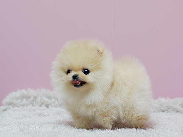 Precious Micro Teacup Light Cream Female Pom Available! (901)-443-8483 Image eClassifieds4u