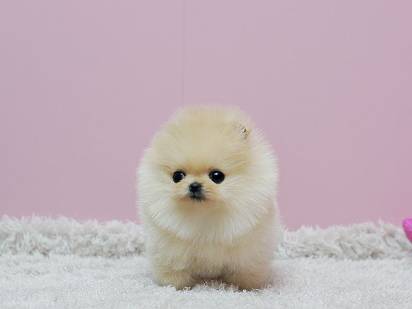 Precious Micro Teacup Light Cream Female Pom Available! (901)-443-8483 Image eClassifieds4u