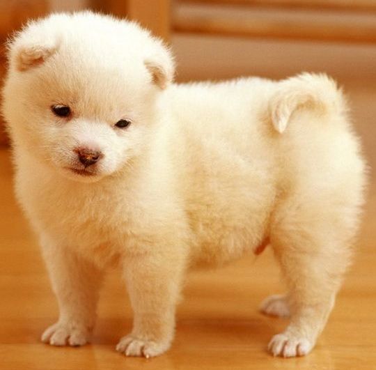 Pure Samoyed Puppies (901)-443-8483 Image eClassifieds4u