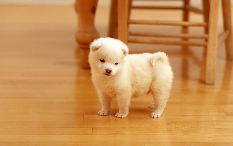 Pure Samoyed Puppies (901)-443-8483 Image eClassifieds4u
