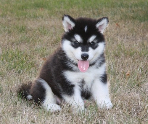 Stunning Alaskan Malamute (901)-443-8483 Image eClassifieds4u