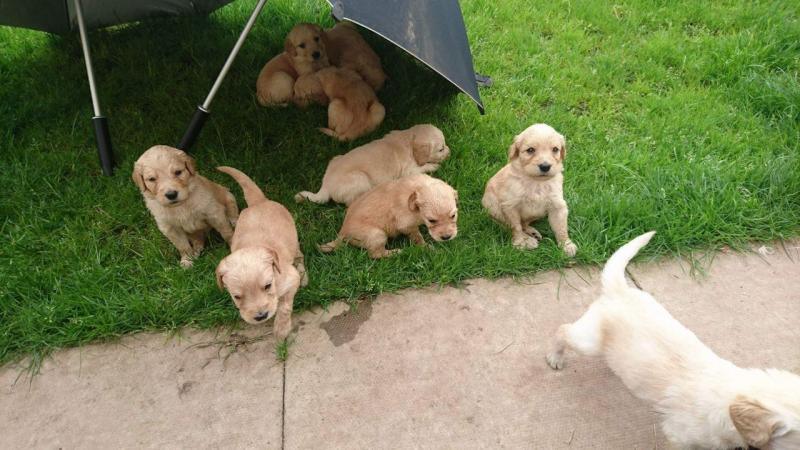 Stunning Goldendoodles Ready To Go Now (901)-443-8483 Image eClassifieds4u