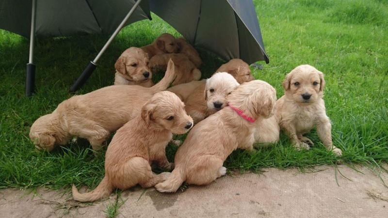 Stunning Goldendoodles Ready To Go Now (901)-443-8483 Image eClassifieds4u