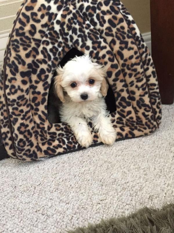 Stunning Litter Of Cavachons (901)-443-8483 Image eClassifieds4u