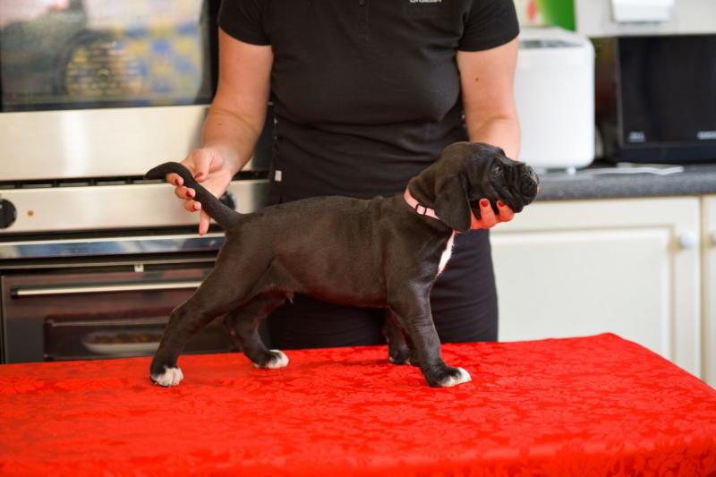 Super Cane Corso Puppies Available (901)-443-8483 Image eClassifieds4u