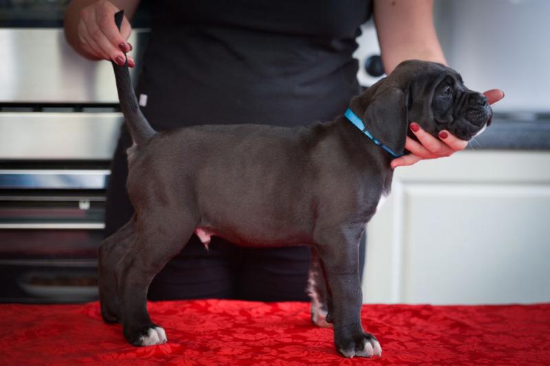 Super Cane Corso Puppies Available (901)-443-8483 Image eClassifieds4u