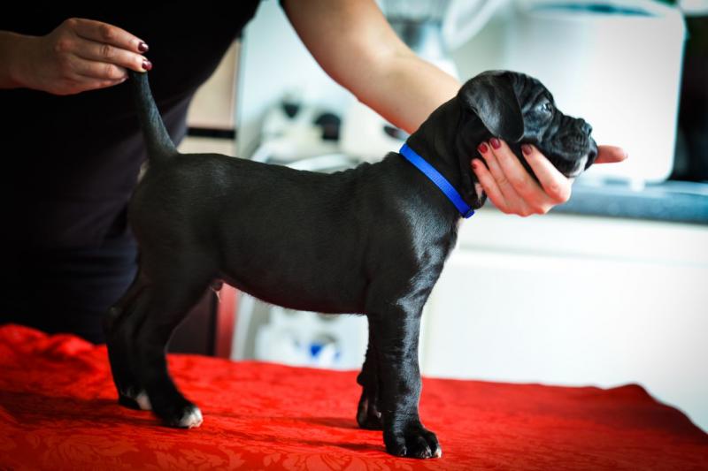 Super Cane Corso Puppies Available (901)-443-8483 Image eClassifieds4u