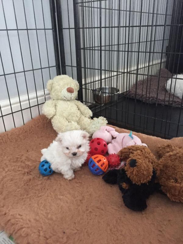 Tiny Kc Reg Maltese Puppies For Sale Image eClassifieds4u