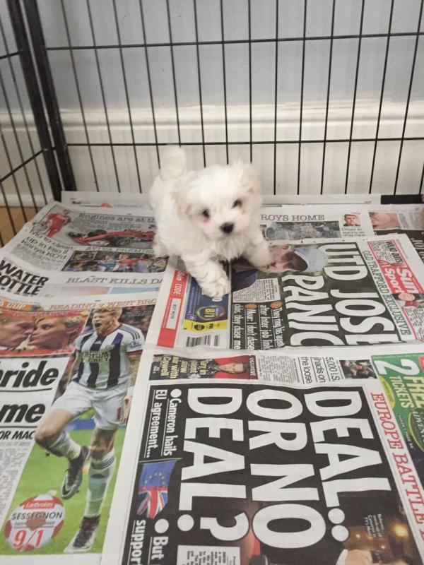 Tiny Kc Reg Maltese Puppies For Sale Image eClassifieds4u